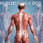 vue vectorielle des muscles dans le dos