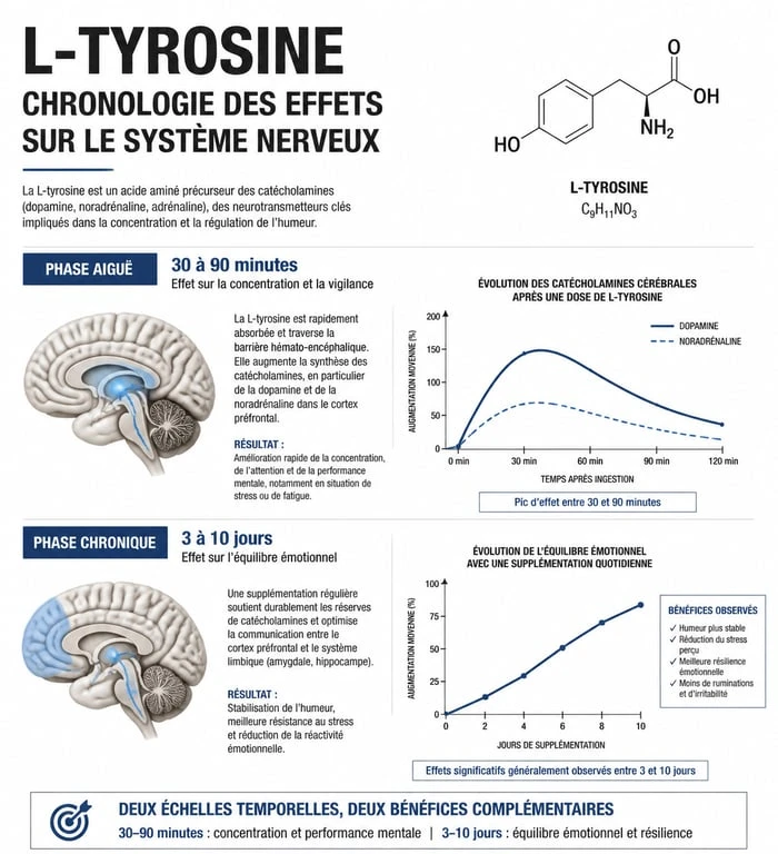 Infographie sur le délai d'action de la L-tyrosine pour la concentration et l'humeur