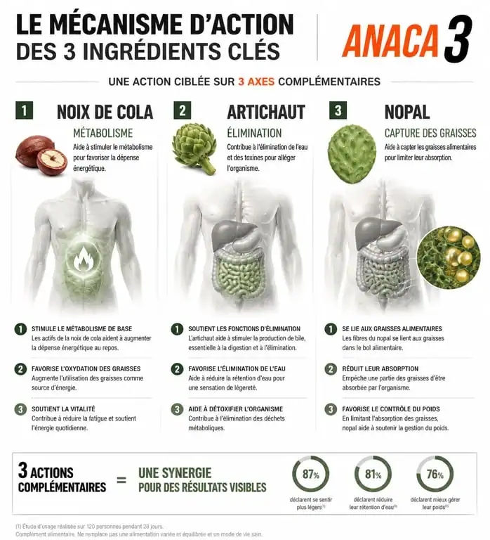 Infographie sur le fonctionnement des ingrédients Anaca 3 perte de poids