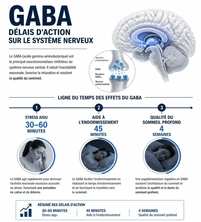 Infographie des délais d'action du GABA sur le stress et le sommeil